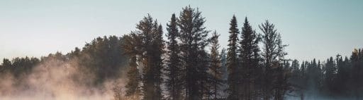 Pine Forest in Ontario